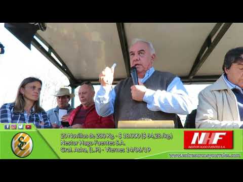 14-06-19 - Venta de Machos - Nestor H. Fuentes S.A. - Gral. Acha (L.P.)