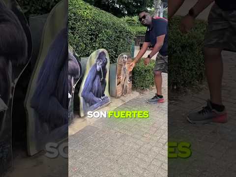 Este reto del zoológico pone a prueba tu fuerza!