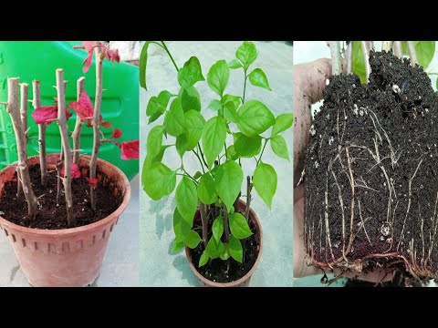 Successful Method Propagation Bougainvillea | How To Grow Bougainvillea Plant Cuttings At Home