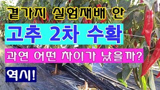 [텃밭농부 1,615]  곁가지 실험재배 한 고추 2차수확, 과연 어떤 것이 많이 열렸을까? 비교결과 #고추…