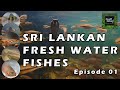Sri Lankan Fresh Water Fishes Episode 01 ශ්‍රී ලංකාවේ මිරිදිය �