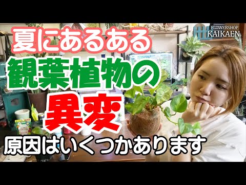 なぜキョウチクトウの葉が黄褐色に変色し、病気を引き起こすのか