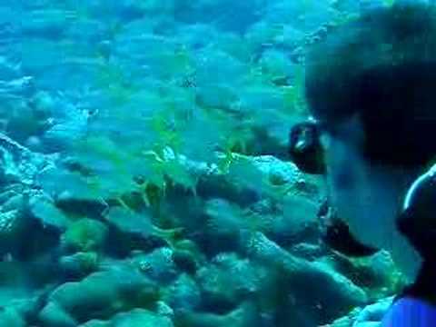 Fische, Bonaire,Niederländische Antillen