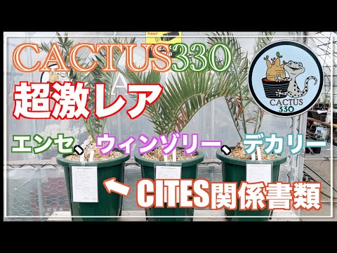 園芸 腺性アイランサス、偽中国ニス、スティンキーアッシュ