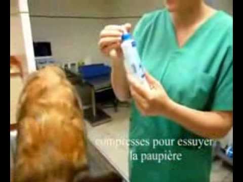 comment soigner une plaie ouverte sur un chien