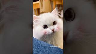 blush #funny #kitten #mccattery #cute #shortvideo #catshorts #cat #pets