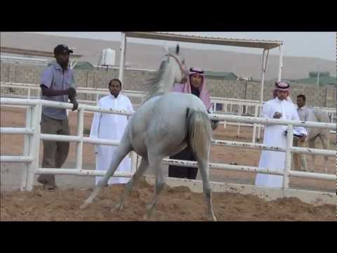 AA JAMEELAH AL AADEYAT