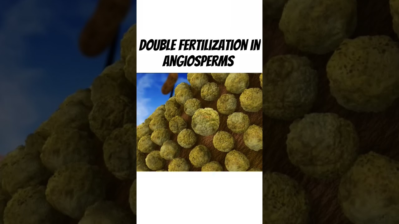 Double Fertilisation|Double Fertilisation in angiosperms|Sexual reproduction in flowering plants|