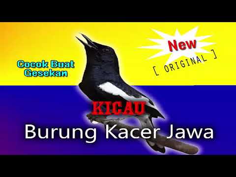 download lagu mp3 mp4 Mp3 Kacer Jawa, download lagu Mp3 Kacer Jawa gratis, unduh video klip Mp3 Kacer Jawa