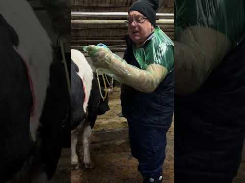 Смещение сычуга у коровы. Оперативная помощь.