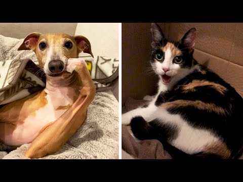 #9 Die besten Videos 2025 || ✪ Stern DuTube