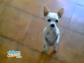 Chihuahua bailando flamenco 