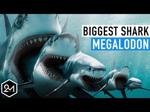 Top 10 Unbelievable Facts About The Biggest Shark Ever : Megalodon