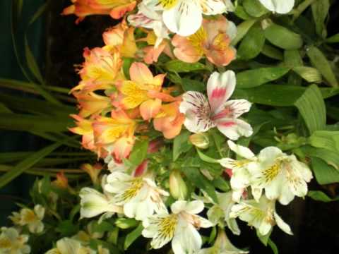 nandu's birthday gift-likki.wmv