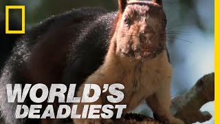 Cobra vs. Rat Snake | World's Deadliest Cobra vs. Rat Snake | World's Deadliest