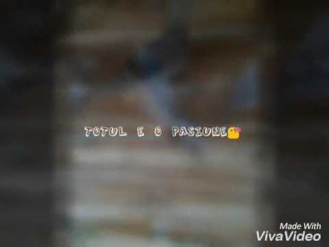 Porumbeii  Laurentiu Poiana Cristei