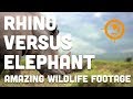 Amazing Footage Of Rhino Versus Elephant Saving The Survivors