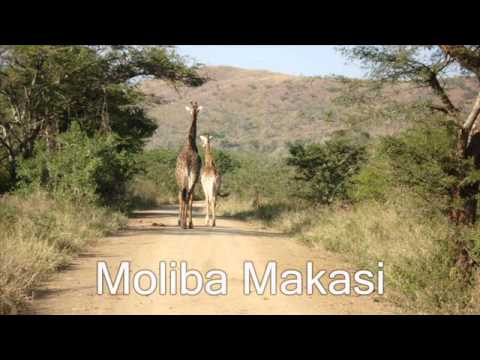 Olele olele moliba makasi