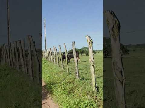 Área rural de Estrela de Alagoas. AL