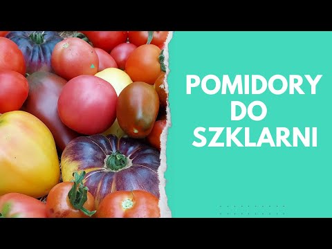 Tomatoes for greenhouses and tunnels - which ones I chose