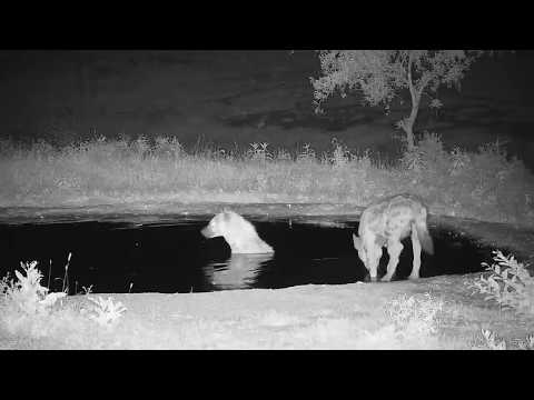 Djuma: Two Hyenas drink at the pan - 03:21 - 12/31/19