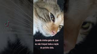 Não engane o seu gato!