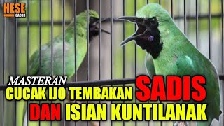 Download lagu cucak ijo tembakan sadis dan isian kuntilanak mp3