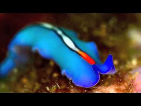 Jellies and Sponges: Invertebrates from the Deep