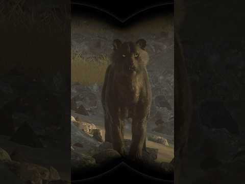 ATTACKED BY A GOLD LVL 7 MELANISTIC BENGAL TIGER ON SUNDARPATAN IN #thehuntercallofthewild ! #cotw