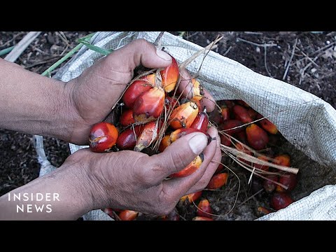 Why Making Sustainable Palm Oil Might Be Impossible