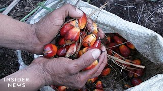 Why Making Sustainable Palm Oil Might Be Impossible