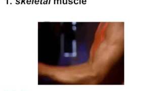 The 3 Types of Muscle
