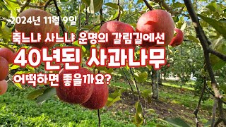 가을농원 40년된 부사 사과나무 어찌하면 좋을까요?