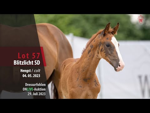 ONLIVE-AUKTION Lot 57 Blitzlicht SD Hengst v. Bonds - Zoom