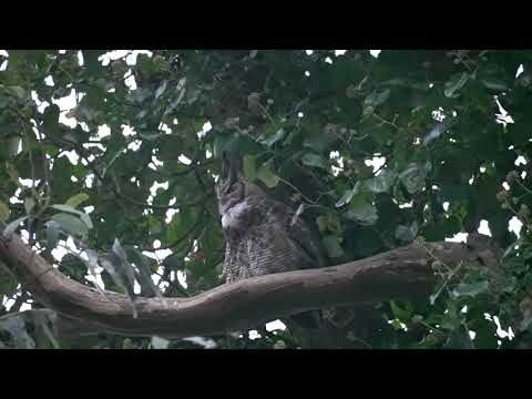 Great Horned Owl Duet