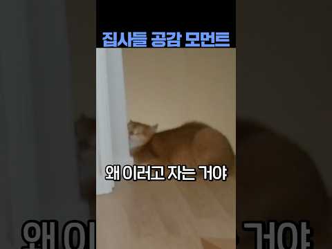 이상한 자세로 자는 고양이