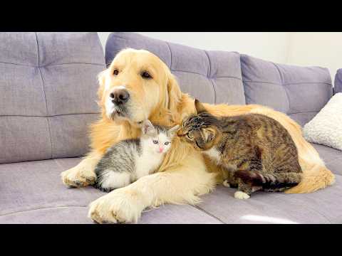YouTube 썸네일