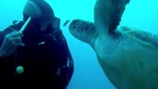 preview picture of video 'Une plongée à Las Galletas - Oceandiving Tenerife'