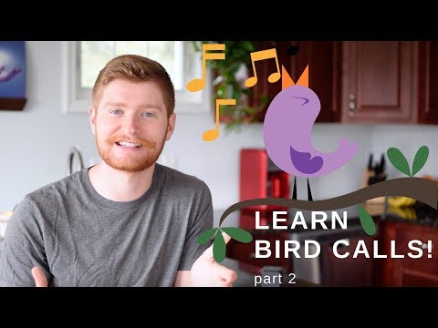 Learning Bird Calls! Common Songs You Will Hear Outside (Bird Watching)