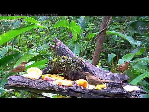Silver-throated Tanager and Chestnut-headed Oropendola – Panama Fruit Feeders – Feb. 1, 2018