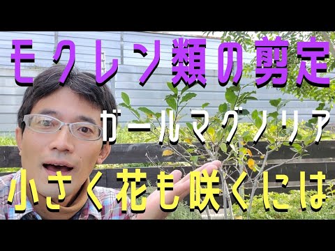 手間をかけずに庭のモクレンをうまく維持するためのアドバイスと推奨事項  庭園