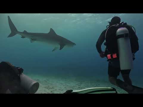 Midday Frenzy: Tiger Sharks in Full Swing! #oceanreality #tigersharks