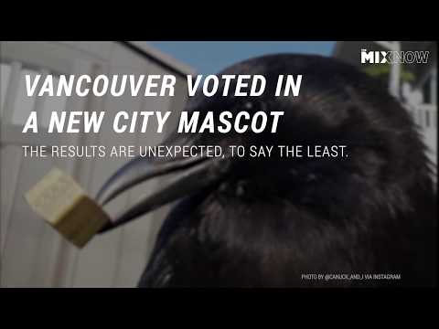 Scrappy East Van Crow Voted Mascot For Metro Vancouver