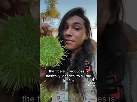 Wild Cucumbers are Insane 🥒 #botany #foraging #nativeplants #plants