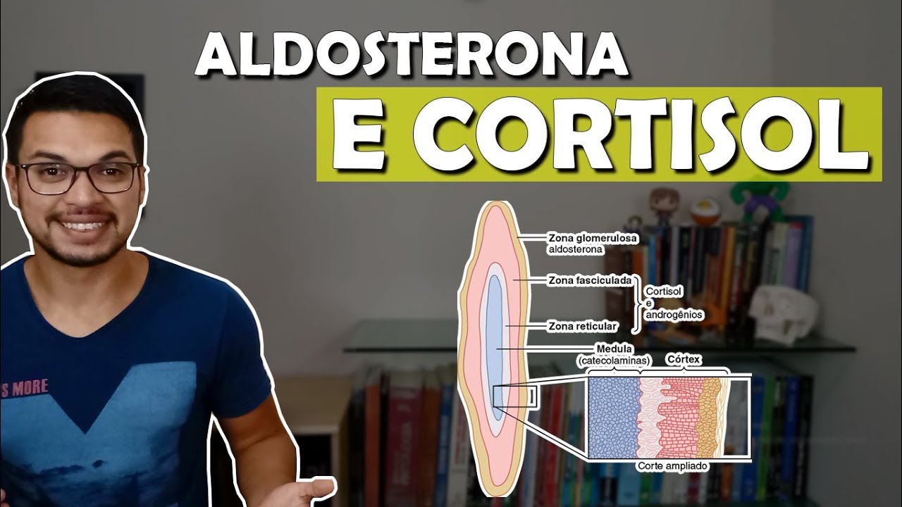 SUPRARRENAIS - Glândula Adrenal [Endócrino 05]