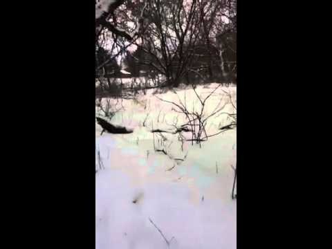 Squirrel in a 110 conibear