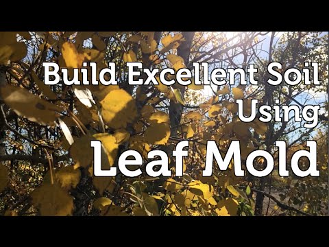 Build Fantastic Soil and Fertilize using Leaf Mold (compost) made from Autumn Leaves and Wood chips