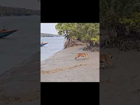 A tiger that had entered human habitation in #sundarban  was safely released back into the forest.
