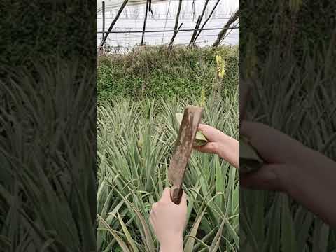 BRILLIANT BEAUTY IDEAS THAT WILL MAKE YOU SHINE BY ALOVERA TIPS # 291