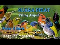 SUARA PIKAT SEMUA JENIS BURUNG KECIL PALING AMPUH